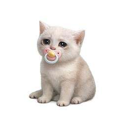 Baby Cash Cat 圖標