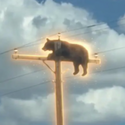 Bear On Pole